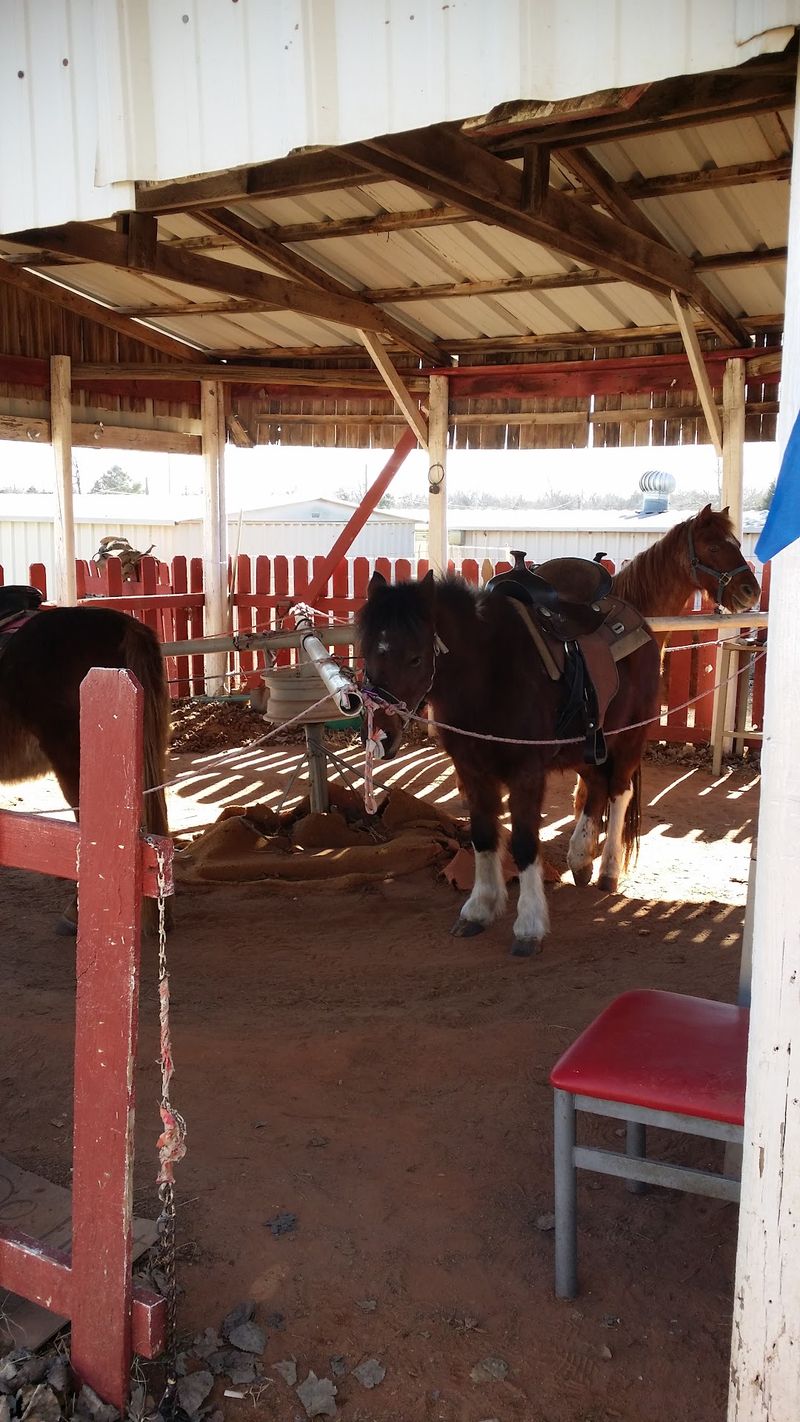 Pony Rides for the Little Ones Pony Rides for the Little Ones