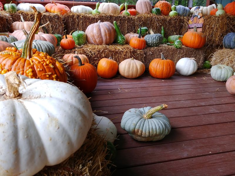 Pumpkin Season, Organized and Easy Pumpkin Season, Organized and Easy