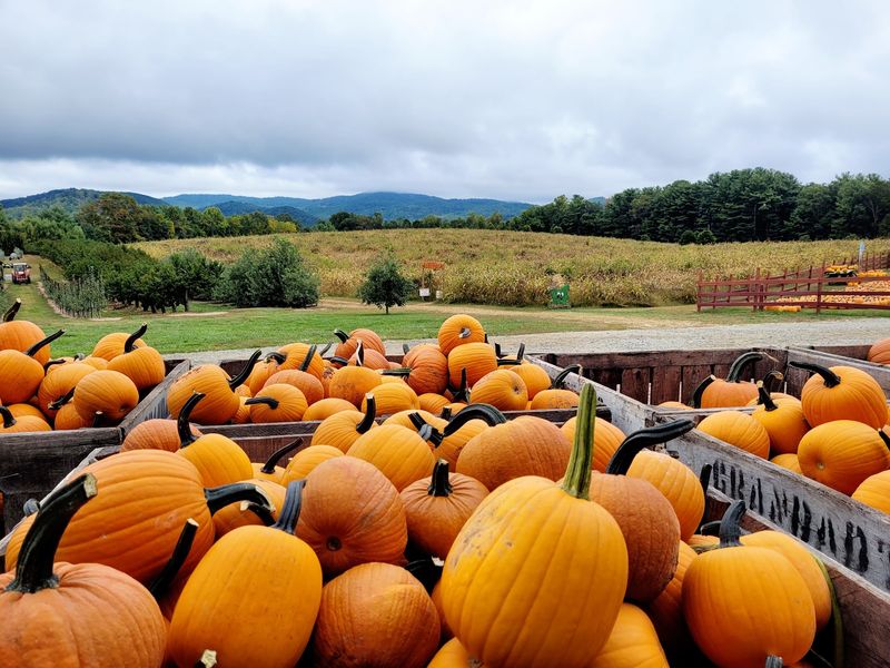 Pumpkins Everywhere You Turn
