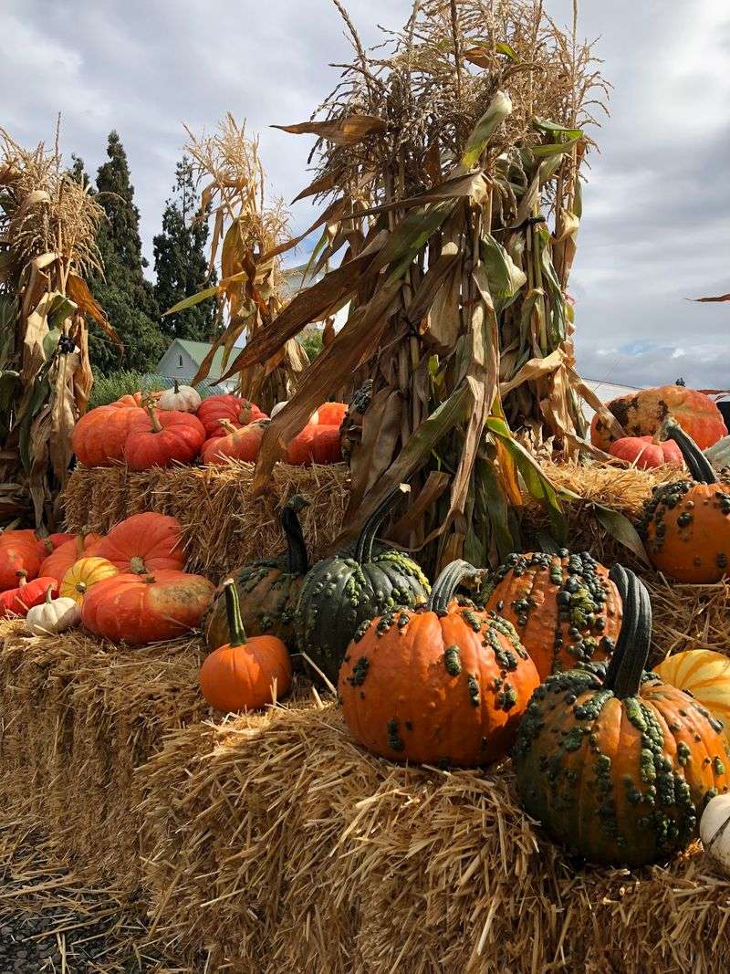 Pumpkins, Sunflowers and a Giant Corn Maze