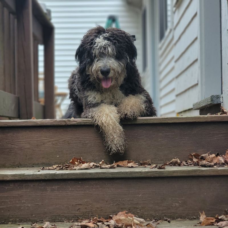 Quincy Animal Shelter - Quincy Quincy Animal Shelter - Quincy