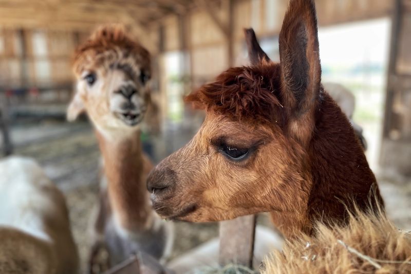 Alpaca Pines LLC Farm and Fiber Mill (Poplar Grove) Alpaca Pines LLC Farm and Fiber Mill (Poplar Grove)