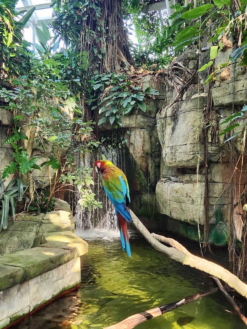 Rainforest Pyramid Jungle Vibes