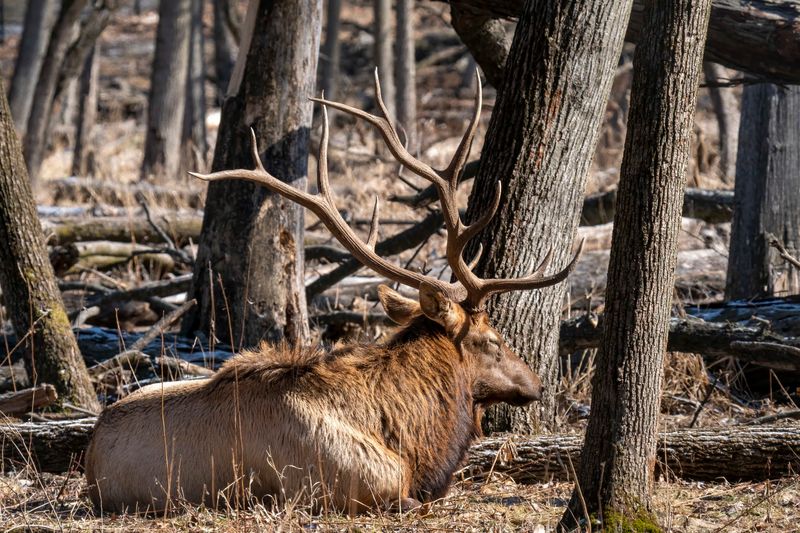 Busse Forest Elk Pasture (Elk Grove Village)