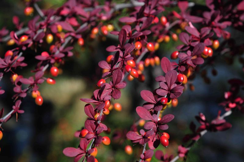 Red Japanese Barberry: A Colorful Shrub Pennsylvania Restricts Red Japanese Barberry: A Colorful Shrub Pennsylvania Restricts