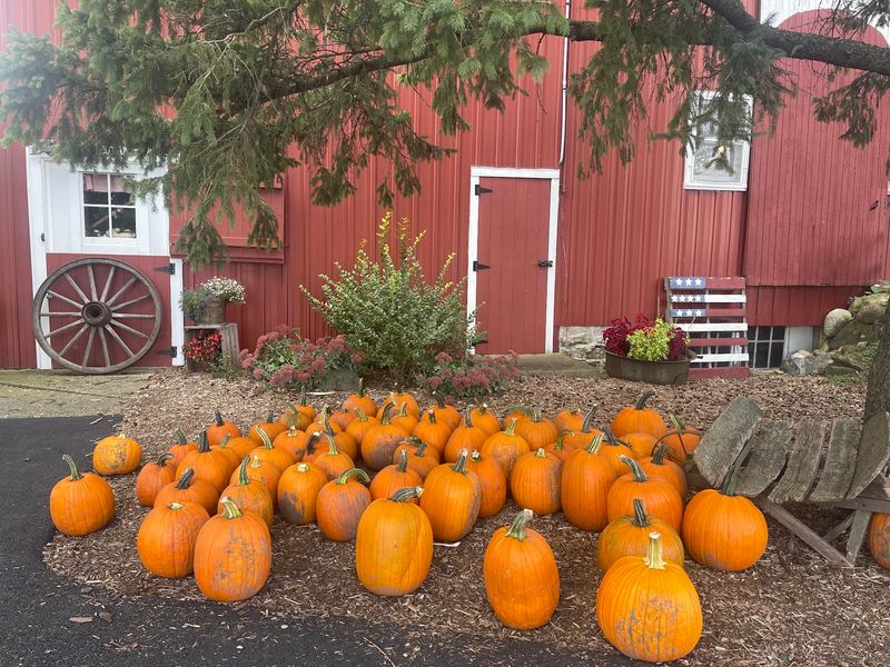 Pumpkins And Berries Keep The Picking Party Going Pumpkins And Berries Keep The Picking Party Going