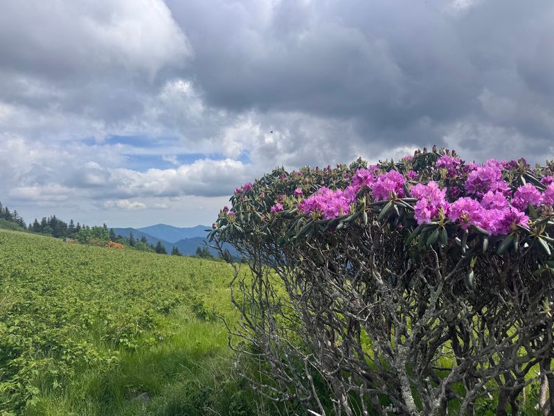 Roan Mountain Highlands Roan Mountain Highlands