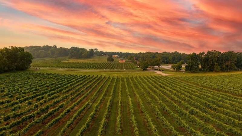 Rolling Hills And Vineyard Views Set The Scene Rolling Hills And Vineyard Views Set The Scene
