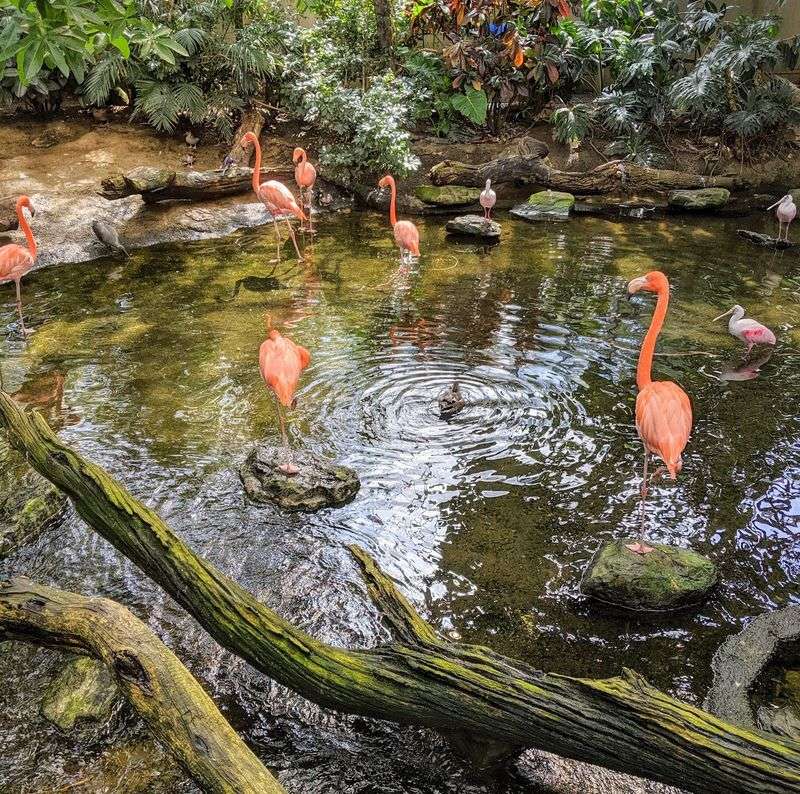 Rooms of Rainforest and Wetlands