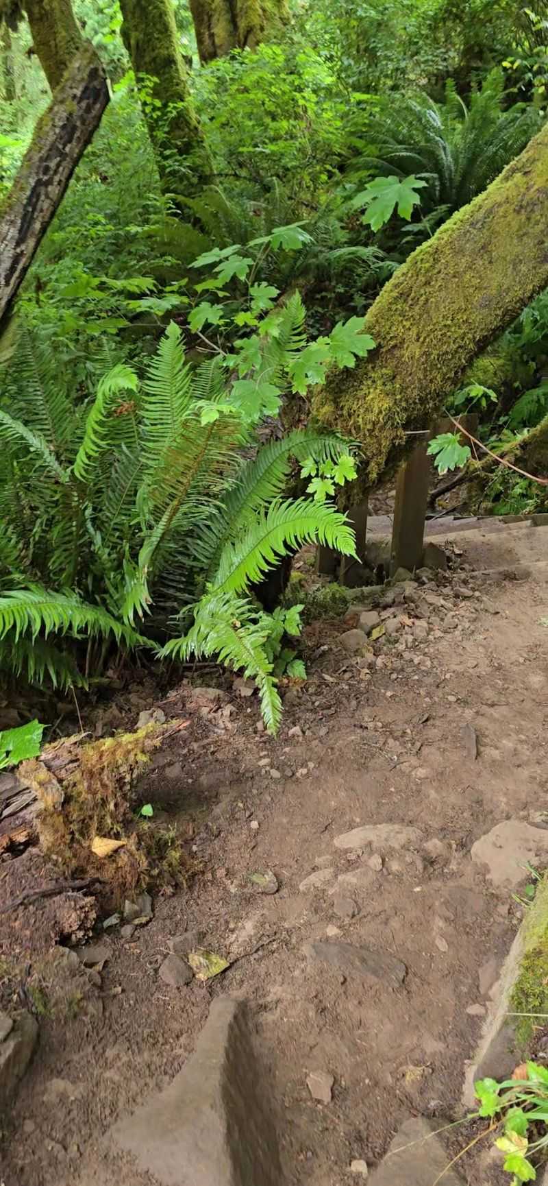 Roots, Rocks, and a Creekside Path
