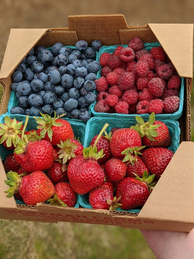 Rows Upon Rows of Berries