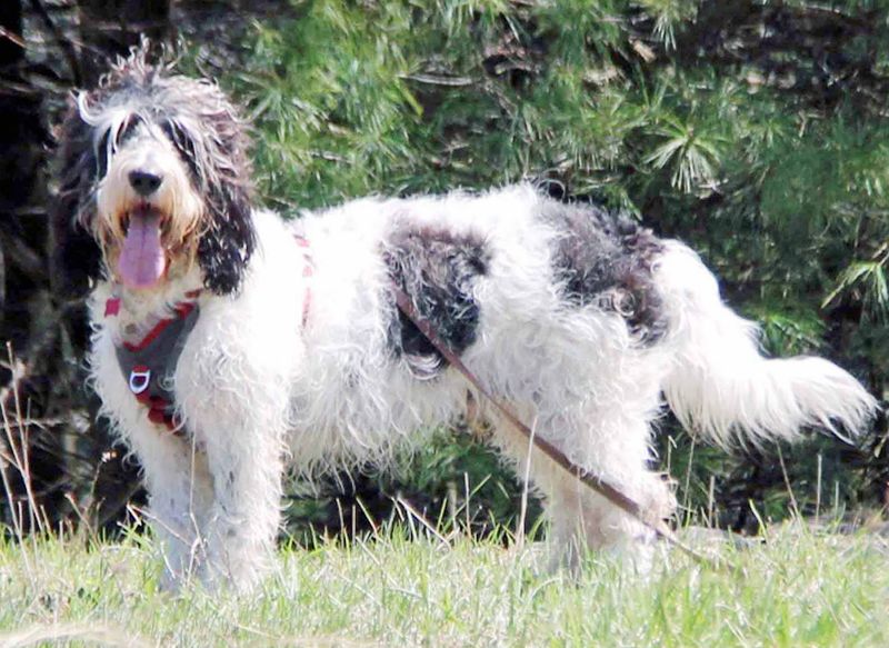 Save A Dog - Sudbury Save A Dog - Sudbury