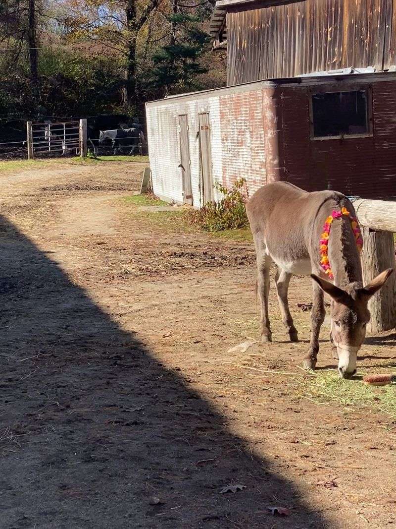 Say Hello To Pedro Before You Even Saddle Up