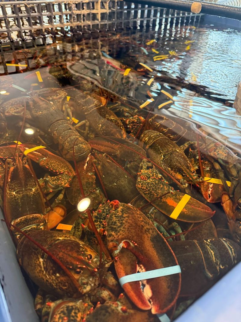 Say Hello To The Lobsters Before You Order Lunch Say Hello To The Lobsters Before You Order Lunch