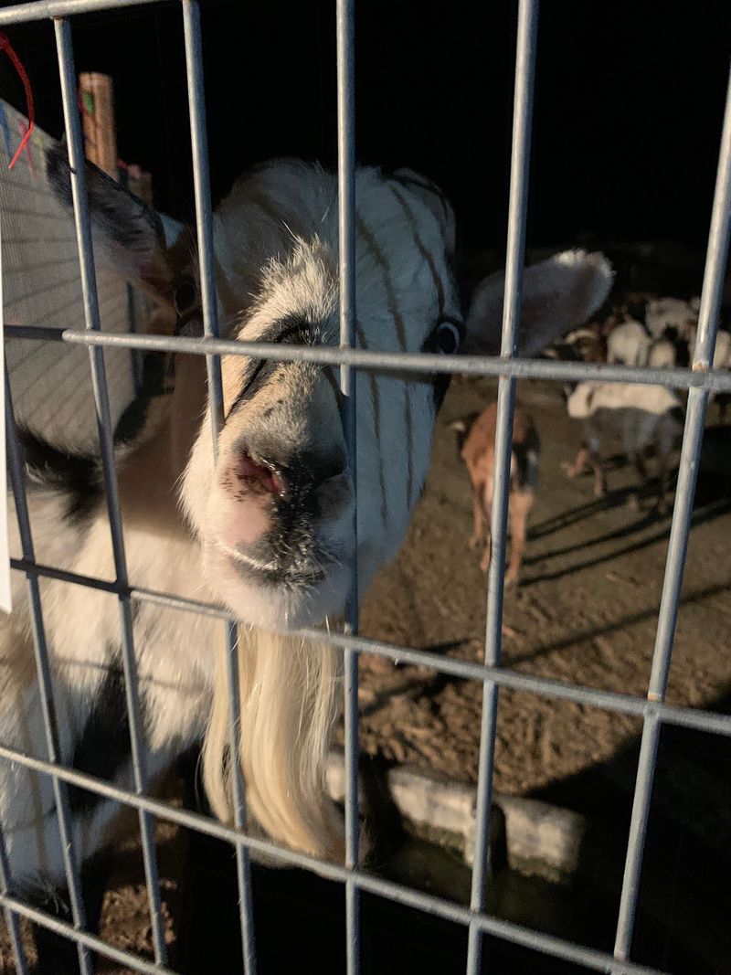 Scooby, the Goat in Charge Scooby, the Goat in Charge
