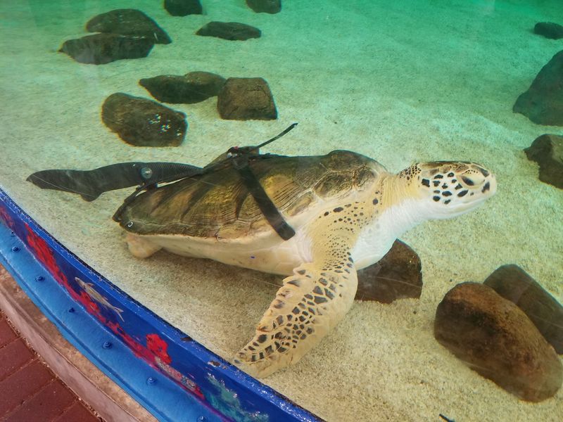 Sea Turtle Inc