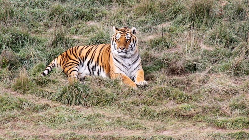 Second Chances for Captive Animals Second Chances for Captive Animals