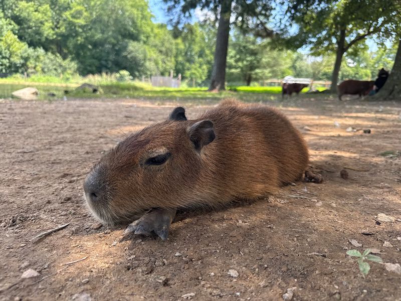 Seven Capybaras and Counting