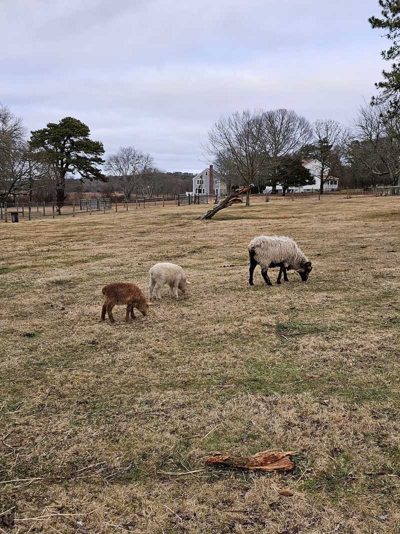 Sheep, Goats, and Chickens Round Out the Walk Sheep, Goats, and Chickens Round Out the Walk