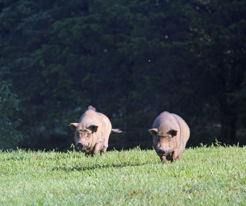 Shepherd's Green Pig Sanctuary in Cookeville Shepherd's Green Pig Sanctuary in Cookeville