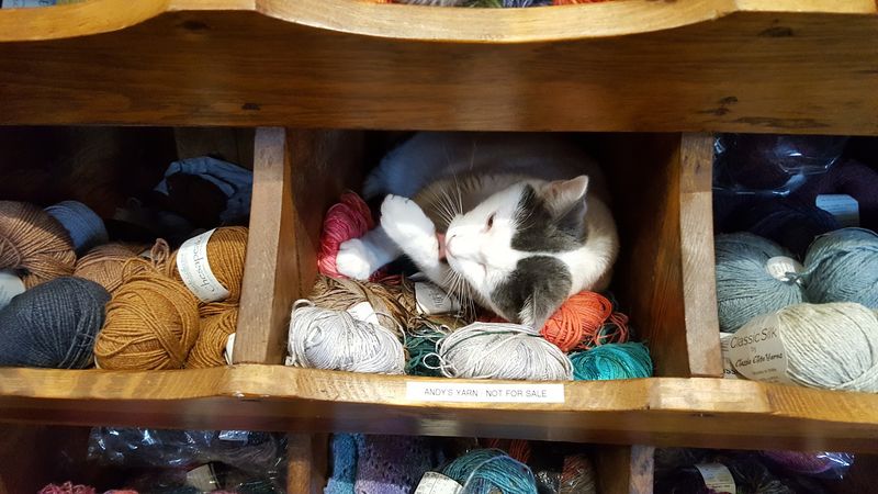 Shop Cats on Patrol