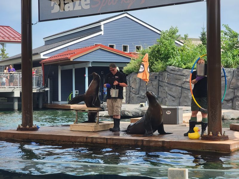 Showtime With the Sea Lions