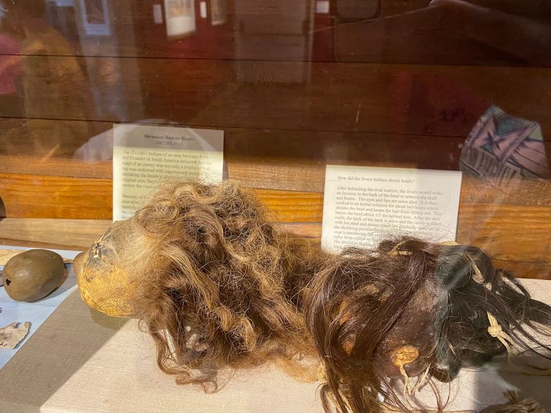 Shrunken Heads and a Sawshark Snout Shrunken Heads and a Sawshark Snout