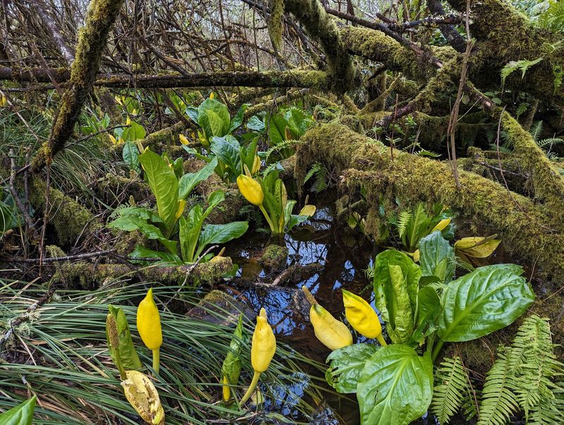 Skunk Cabbage, Mushrooms, and Moss