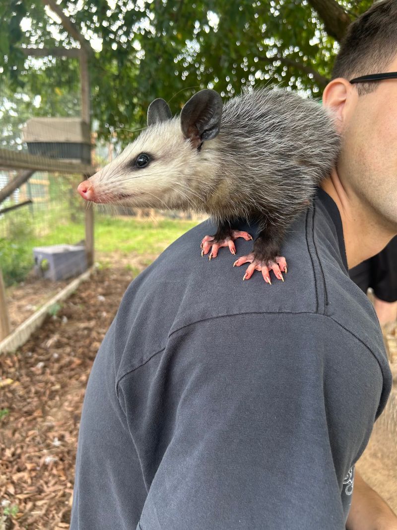 Skunks, Opossums and Snakes Worth a Second Look Skunks, Opossums and Snakes Worth a Second Look