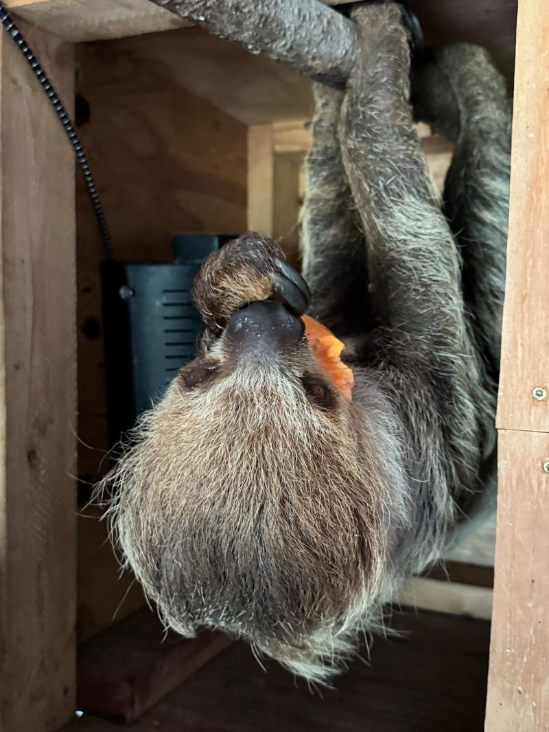 Sloths and Snakes Up Close
