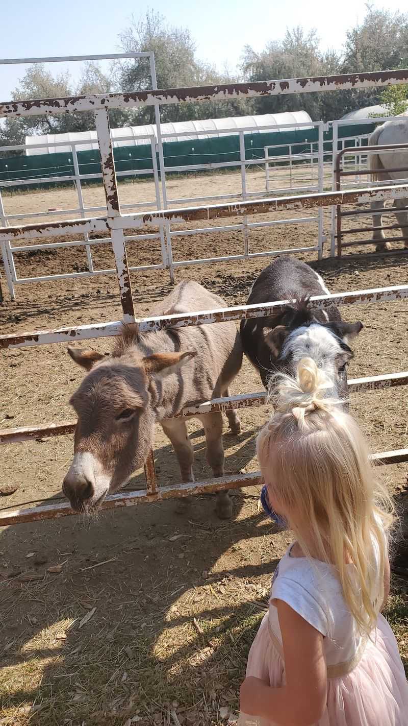 Small Farm, Friendly Crowd