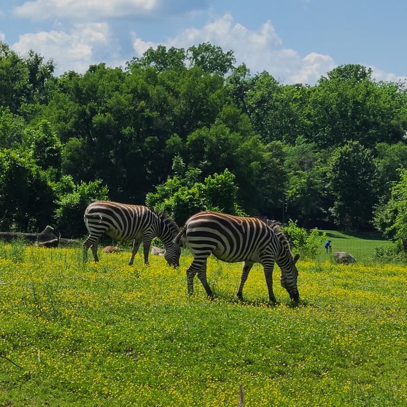 Smart Planning Makes Your Zoo Day So Much Smoother