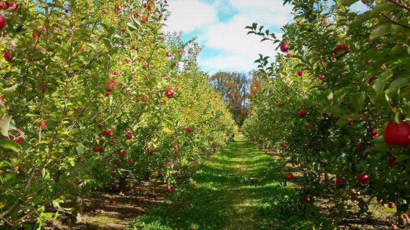 Solebury Orchards, New Hope Solebury Orchards, New Hope