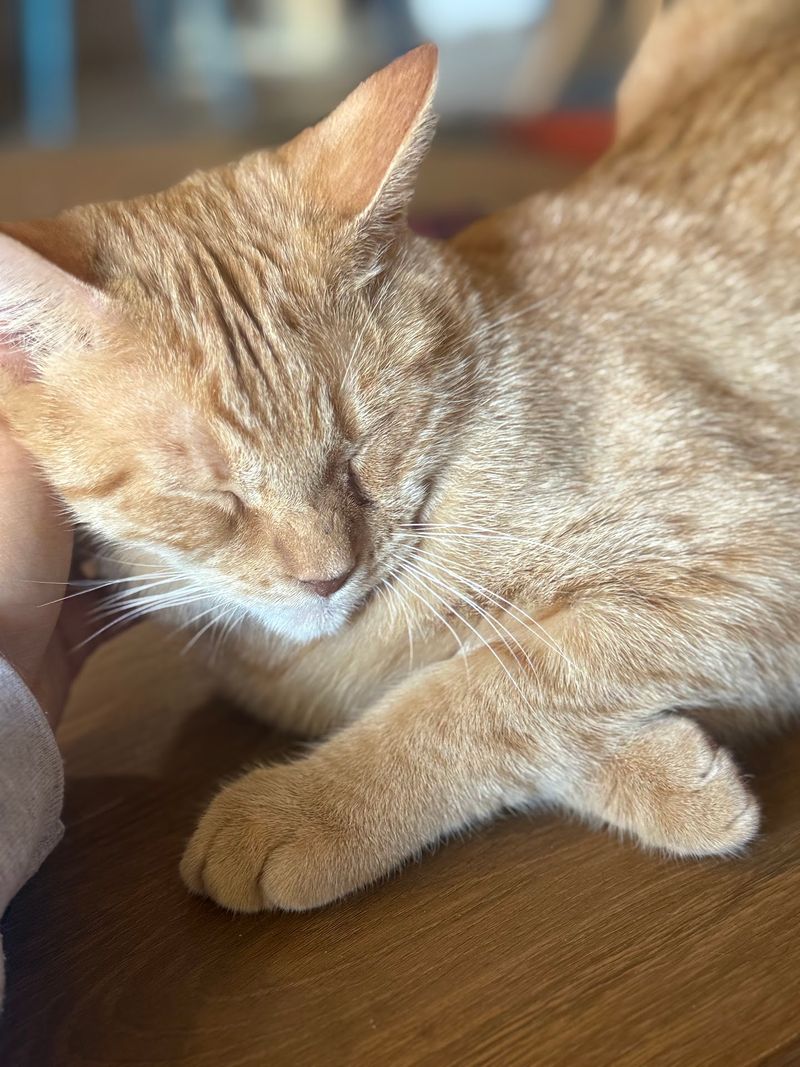Something Pawsitive Something Pawsitive