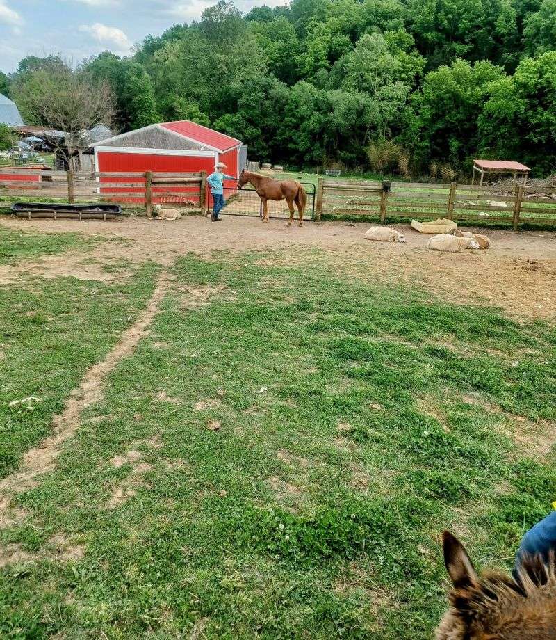 Spend The Night Among Vintage Treasures And Barnyard Neighbors