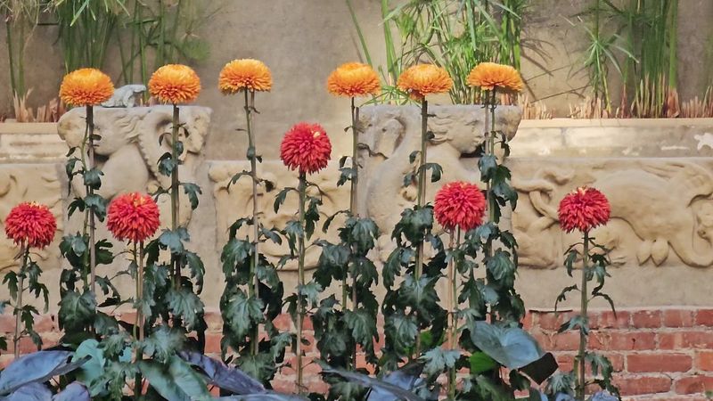 Spring Brings A Waterfall Of Orange Flowers