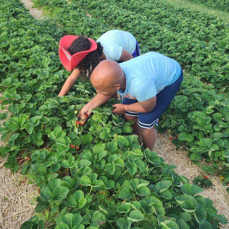 Strawberry Rows Worth Slowing Down For Strawberry Rows Worth Slowing Down For
