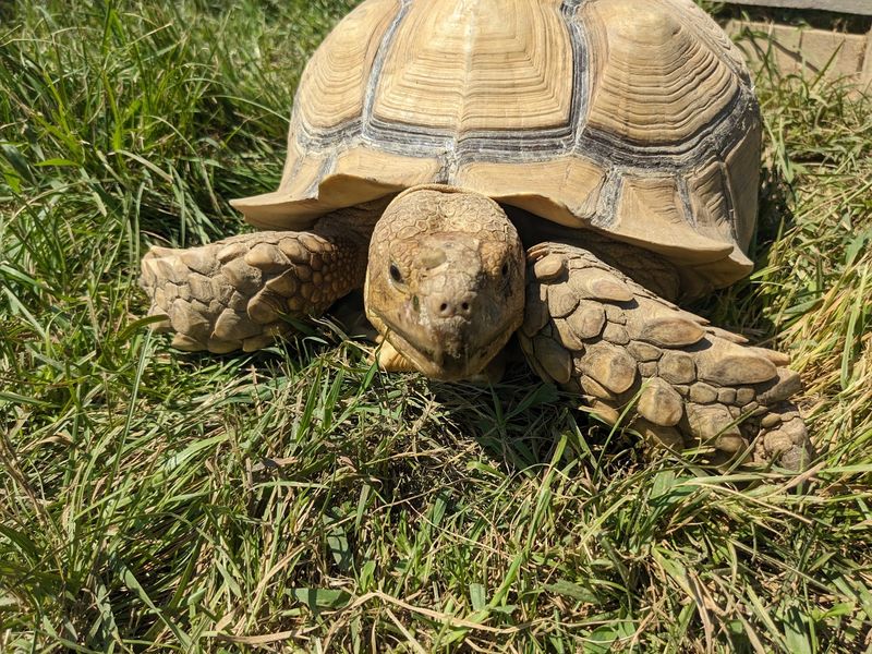 Stripes, Peacocks, and a Giant Tortoise