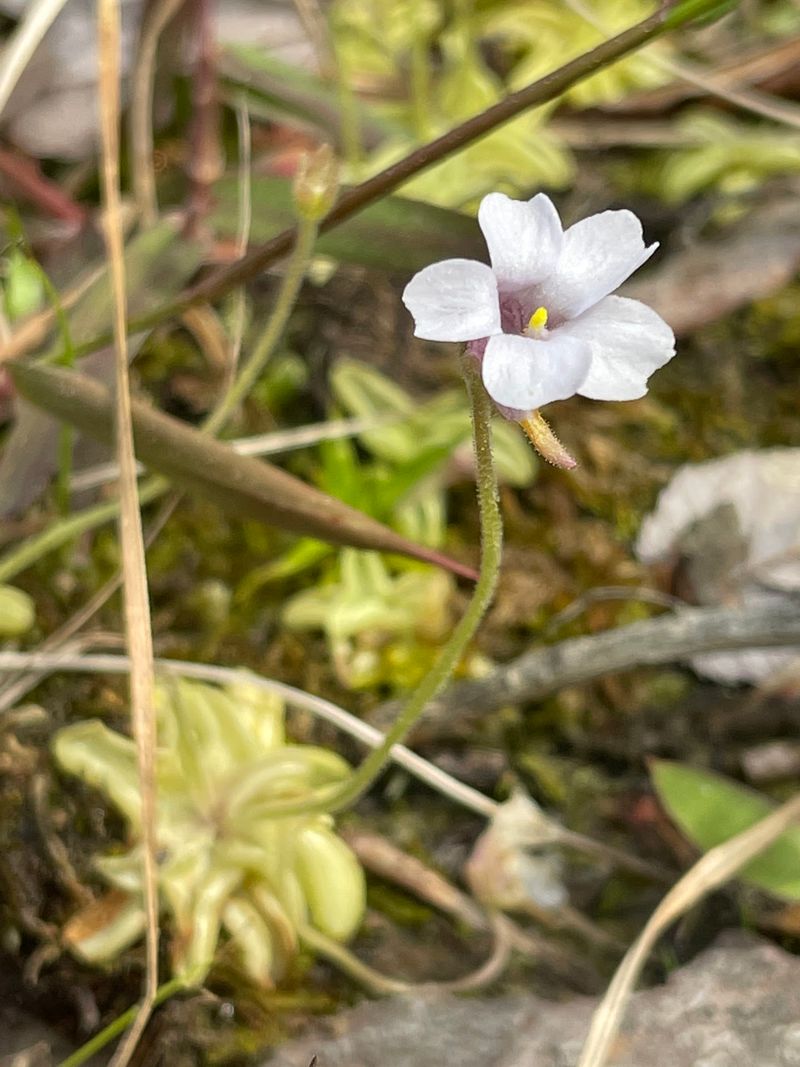 Sundews, Butterworts, and Other Oddballs Sundews, Butterworts, and Other Oddballs