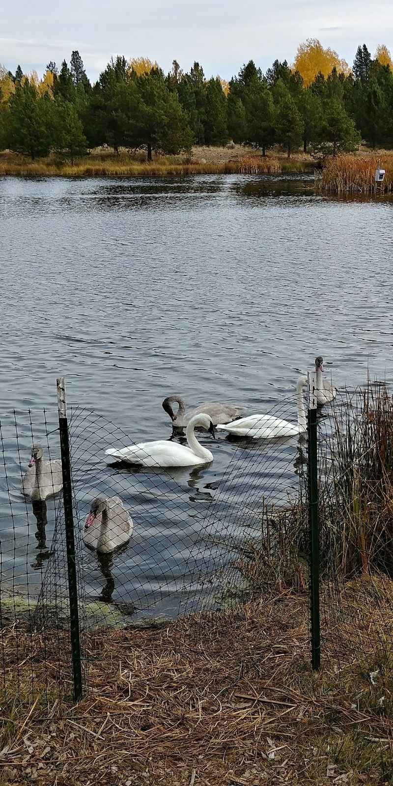 Swans, Trails, and the Nature Center Next Door Swans, Trails, and the Nature Center Next Door