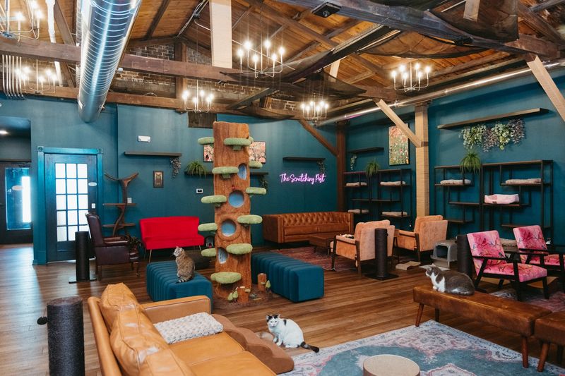 Inside the Cat Lounge, Where the Rafters Have Residents