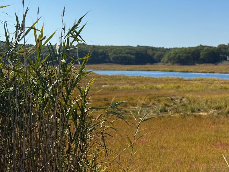 Take Your Tray Toward the Marsh Take Your Tray Toward the Marsh
