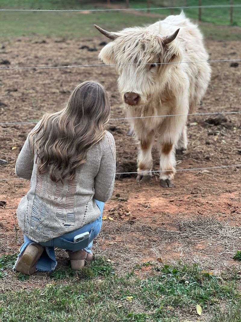 Taking a Highland Home