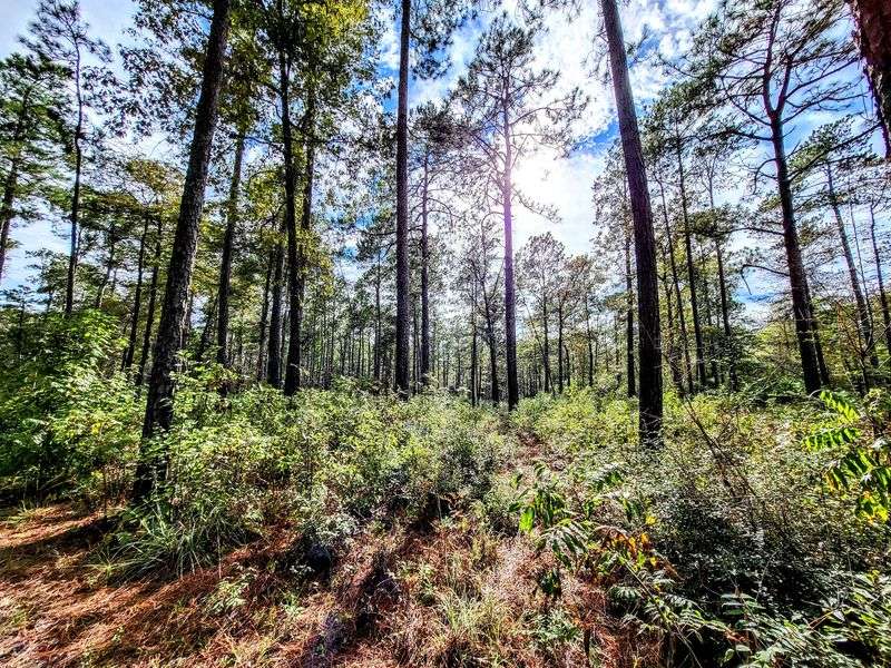 Tall Pines and Shifting Habitats Tall Pines and Shifting Habitats