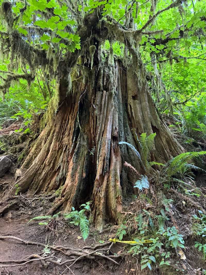 Tall Trees and Tiny Residents