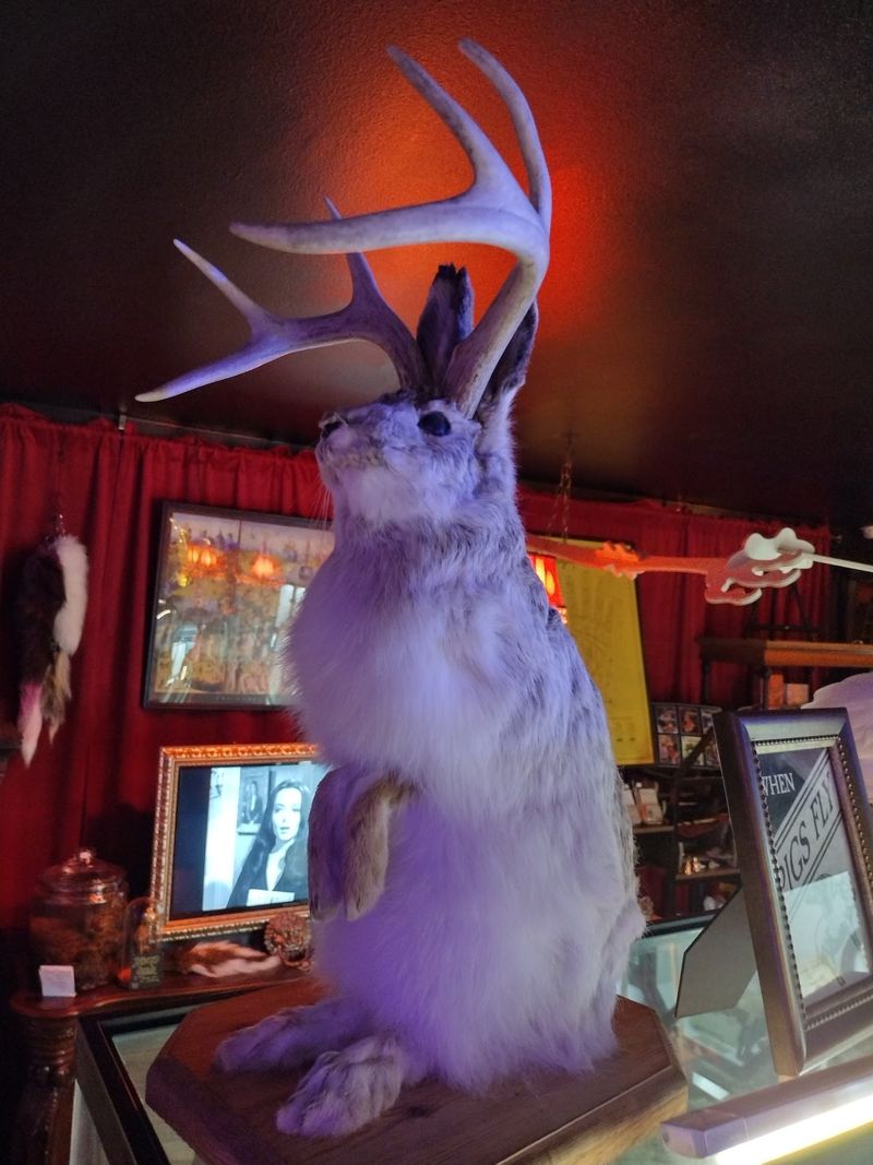 Taxidermy, Specimens, and Ghostly Antiques Taxidermy, Specimens, and Ghostly Antiques
