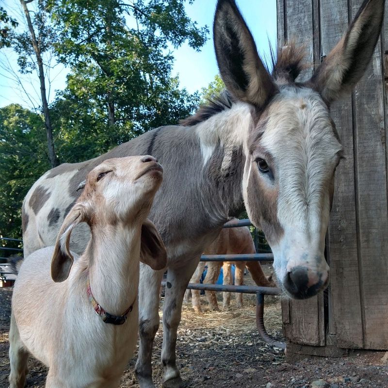 TevaLand Sanctuary Farm, Hillburn, NY