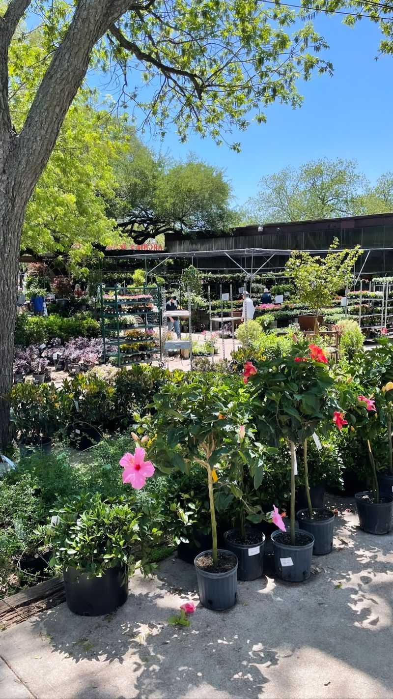 Texas Native Plants and Tough Shrubs Texas Native Plants and Tough Shrubs