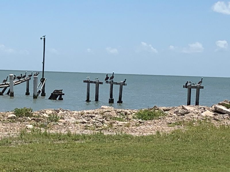 Texas Wildlife Along Matagorda Bay Texas Wildlife Along Matagorda Bay