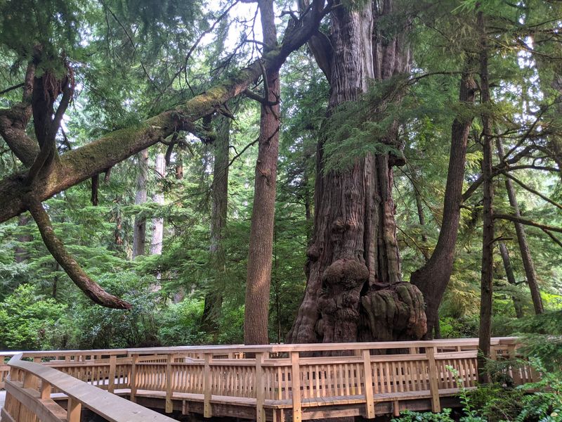The Ancient Cedar at the Finish Line
